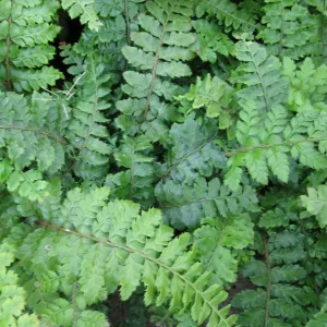 Japanese Tassel Ferns